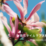 【お疲れのあなたへ】　不思議な癒し　開花タイムラプス動画の世界