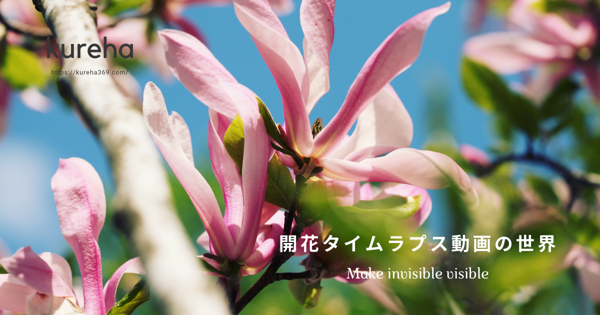 お疲れのあなたへ 不思議な癒し 開花タイムラプス動画の世界 Kurehaのブログ